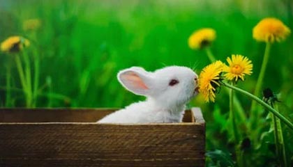 陪玩师如何平衡工作与生活